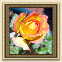 Framed Yellow Rose