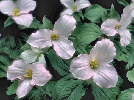 Bed of Trillium  - flower, photo, photography, floral, trilium