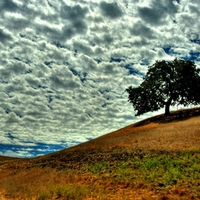 SINGLE TREE ON THE HILL