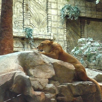 Lioness at MGM