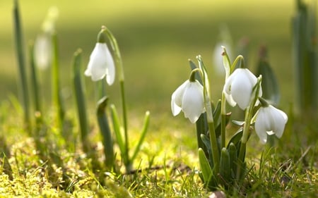 Snowdrops - sunlight, bloom, springtime, sun, field, snowdrops, spring, nature, white, snowdrop, blossom, green, flowers, grass, garden, flower