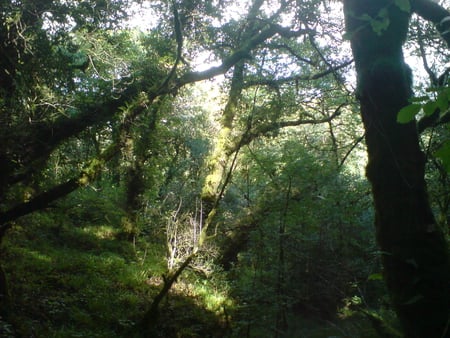 Irish Forest - trees, ireland, forest, beautiful