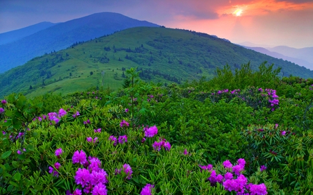 MOUNTAIN BLOSSOMS - flowers, sunset, fog, field, mountain