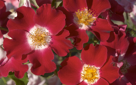 RED FLOWERS - roses, perfume, red, wild