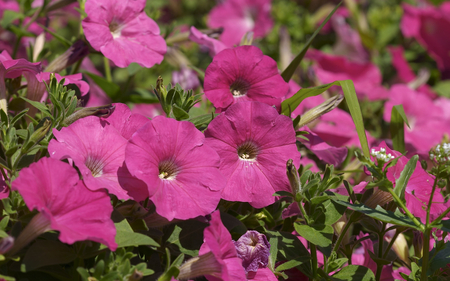 FLOWERS - flowers, ornament, colors, red