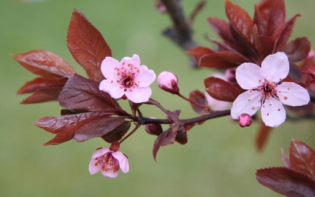 PINK FLOWERS - tree, flowers, pink, spring