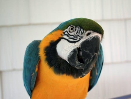 Now What Can I Do for You - birds, yellow, blue, eyes, parrot, black, bright, wings, beak, animals