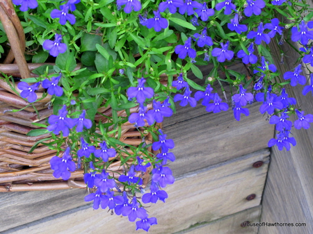 Lobelia - nature, blue, flori, lobelia, albastru, flower, azul, flor