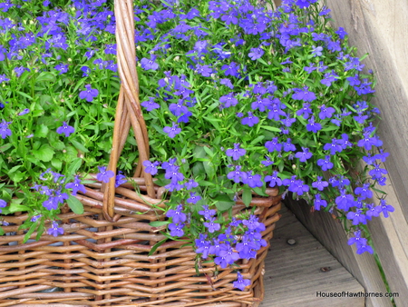 Lobelia - nature, blue, flori, lobelia, albastru, flower, azul, flor