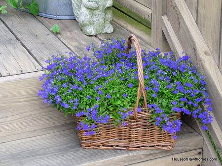 Lobelia - blue, flori, lobelia, albastru, flower, flor, basket, nature, azul