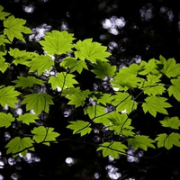 Leaf Green