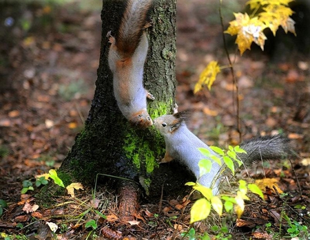 Give us a Kiss - two, yellow, leaves, roots, moss, tree, squirrels