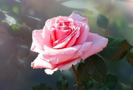 Single Beauty - pretty, pink, leaves, green, rose