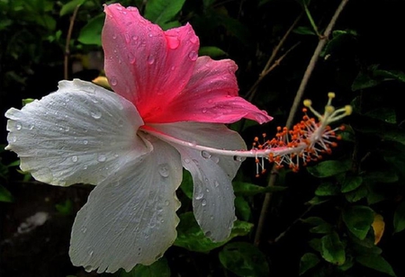 Welcome Shower - pretty, white, hibiscus, staman, droplets, petals, pink, leaves