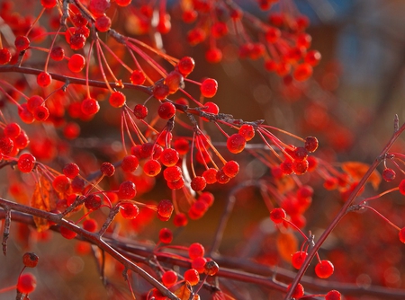 Bright and Beautiful - branches, vibrant, pretty, red, tree, berries, colourful, fruit