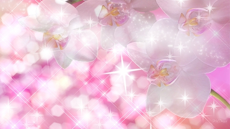 Orchid Sparkle - flowers, sparkle, delicate, fierfox persona, exotic, orchids, stars, pink