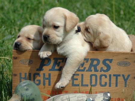 Crate full of Retrivers - dogs, retrievers, grass, box, puppy, three, animals