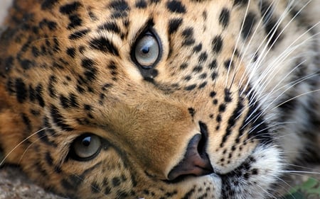 Leopard - whiskers, fur, cat, lazy, eyes, animals, leopard, exoctic, cats, wild, beautiful, spots