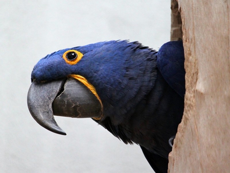 Just Looking - bird, parrot, yellow, closeup, tree, blue