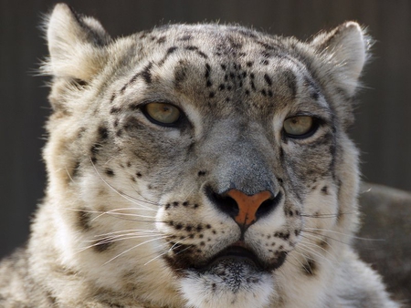 I See You - male, fur, gray, cats, bobcat, animals