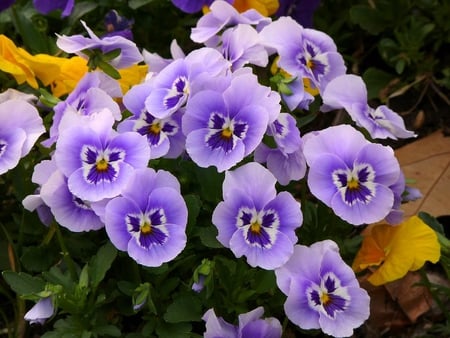 Purple Pansy - nature, pansy, purple, soft, leaves, bunch, flower