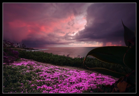 BEAUTIFUL - stormy, clouds, beautiful, flowers, sunset, ocean