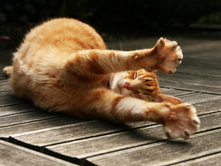 Time to Wake Up - stretching, marmalade, pet, giner, claws, cat