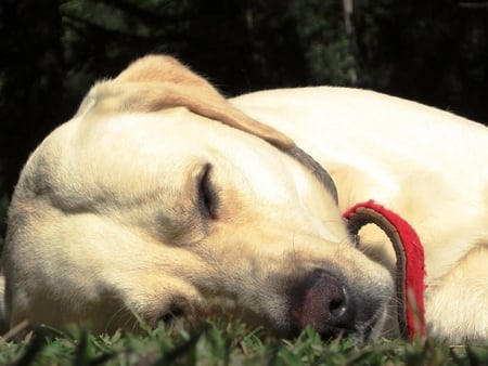 Nap time - sleep, tired, dog, labrador retriever, pet