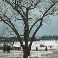 moody winter landscape