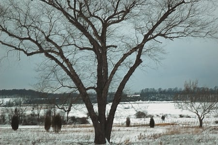 moody winter landscape - nature, landscape, clouds, snow, winter, tree, moody