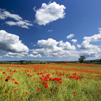 Poppy View