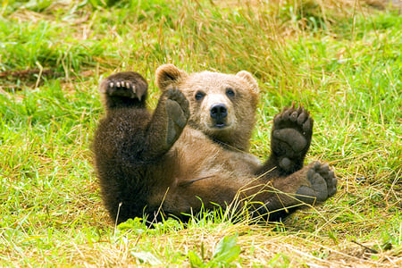 rolling in the grass - grass, brown bear, rolling, having fun