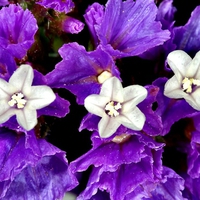 Purple & white flowers