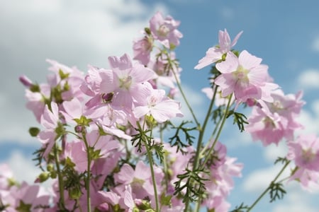 summer flowers (for coco) - sky, gift, bloom, photography, summer, gingerbread-heart, clouds, blossom, flowers, flower