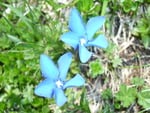 Gentiana Verna