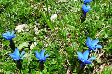 Gentiana Verna - gentiana, ciucas, beautiful, flowers, blue flowers, blue, gentiana verna, romania, nature