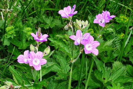 Rhododendron - romania, beautiful, grass, pink, flowers, ciucas, nature, green, rhododendron, pink flowers