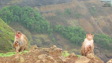 Lungoor monkey,India - ambi valley, landscape, sahyadri, lonawla, incredibleindia, saharacity, monsoon, khandala, pune