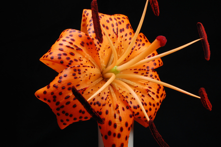 Tiger lily