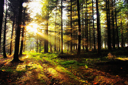 alluring - nature, forest, trees, light