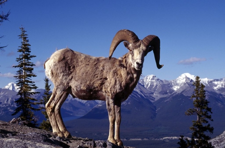 Goat mountain - goat, animal, winter, mountain, tree, sky