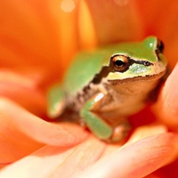 A-frog-sitting-on-the-petals