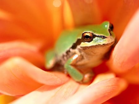 A-frog-sitting-on-the-petals - gree, animal, sit, flower, petals, frog