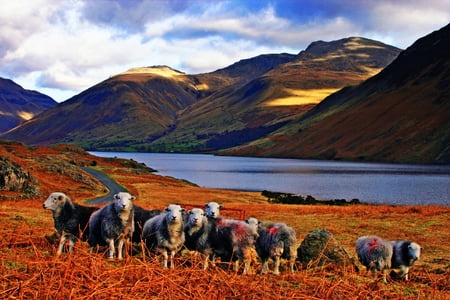 herdwick_sheep_wasdale - sky, mountain, clouds, river, animal, sheeps, grass