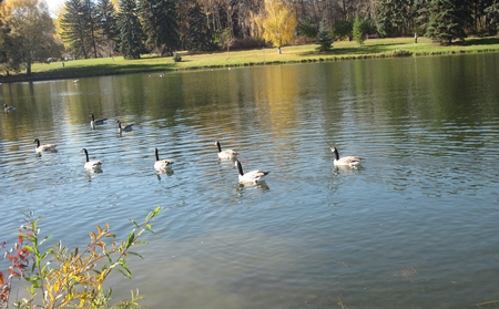 Geese at Edmonton park 