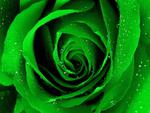 Green Roses