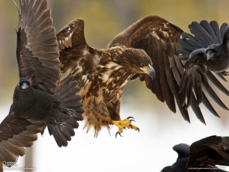 King of heaven - eagle, strong, charming, flight