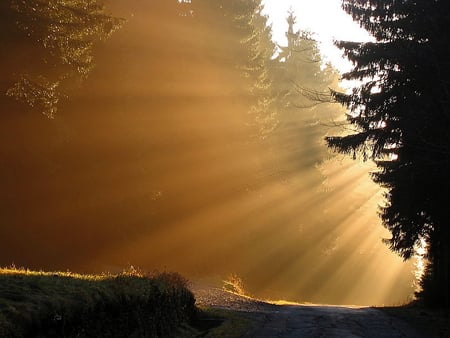 Fan of gold - ground, sunlight, rays, gold, morning, tree