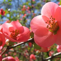 Beautiful Blossoms