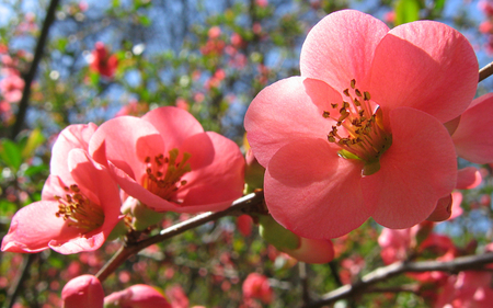 Beautiful Blossoms - ancient, china, japan, pink, plant, colourful